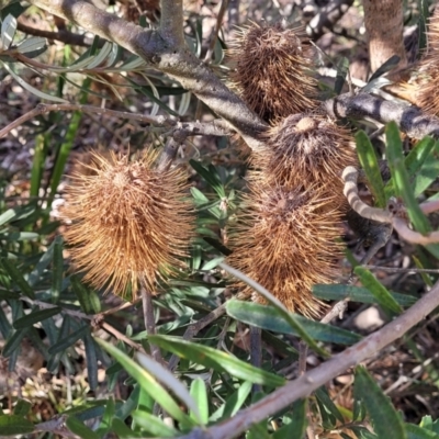 Banksia marginata (Silver Banksia) at Oallen, NSW - 22 Jul 2023 by trevorpreston