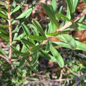 Banksia marginata at Oallen, NSW - 22 Jul 2023