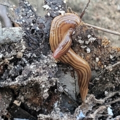 Fletchamia quinquelineata (Five-striped flatworm) at Nadgigomar Nature Reserve - 22 Jul 2023 by trevorpreston