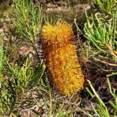 Banksia spinulosa (Hairpin Banksia) at Oallen, NSW - 22 Jul 2023 by trevorpreston