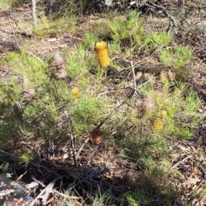 Banksia spinulosa at Oallen, NSW - 22 Jul 2023