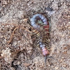 Cormocephalus aurantiipes (Orange-legged Centipede) at Oallen, NSW - 22 Jul 2023 by trevorpreston