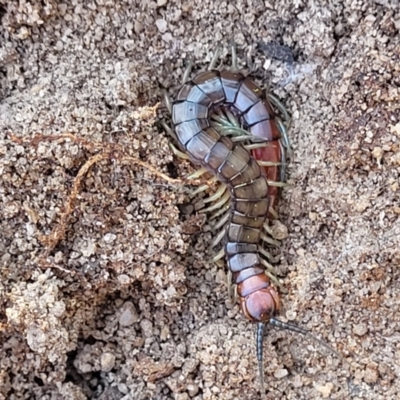 Cormocephalus aurantiipes (Orange-legged Centipede) at Oallen, NSW - 22 Jul 2023 by trevorpreston