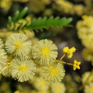 Acacia terminalis at Oallen, NSW - 22 Jul 2023