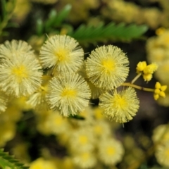 Acacia terminalis at Oallen, NSW - 22 Jul 2023