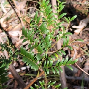 Acacia terminalis at Oallen, NSW - 22 Jul 2023