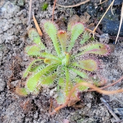 Drosera spatulata (Common Sundew) at Sassafras, NSW - 22 Jul 2023 by trevorpreston