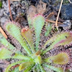 Drosera spatulata at Sassafras, NSW - 22 Jul 2023 11:46 AM