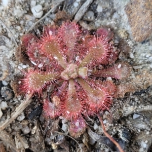 Drosera spatulata at Sassafras, NSW - 22 Jul 2023 11:45 AM