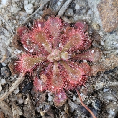 Drosera spatulata (Common Sundew) at Sassafras, NSW - 22 Jul 2023 by trevorpreston