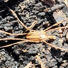 OPILIONES at Sassafras, NSW - 22 Jul 2023 by trevorpreston