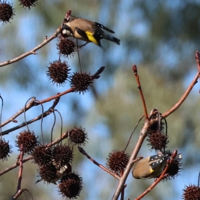 Carduelis carduelis (European Goldfinch) at Wodonga, VIC - 22 Jul 2023 by KylieWaldon