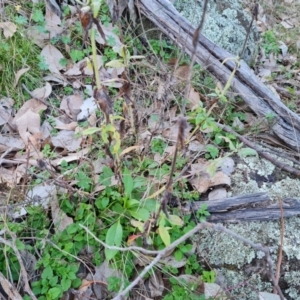 Centranthus ruber at Symonston, ACT - 22 Jul 2023