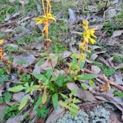 Centranthus ruber at Symonston, ACT - 22 Jul 2023 04:36 PM