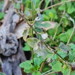 Scutellaria humilis at Symonston, ACT - 22 Jul 2023