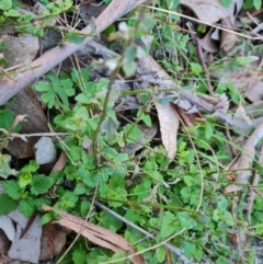 Scutellaria humilis at Symonston, ACT - 22 Jul 2023 04:35 PM