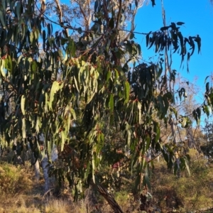 Eucalyptus globulus subsp. bicostata at Symonston, ACT - 22 Jul 2023 04:28 PM