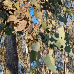 Eucalyptus albens at Symonston, ACT - 22 Jul 2023