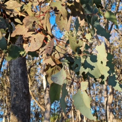 Eucalyptus albens (White Box) at Symonston, ACT - 22 Jul 2023 by Mike