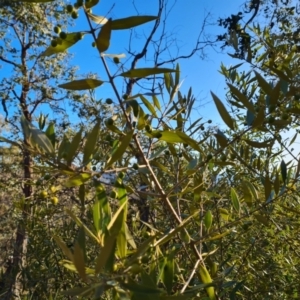 Olea europaea subsp. cuspidata at O'Malley, ACT - 22 Jul 2023 03:58 PM