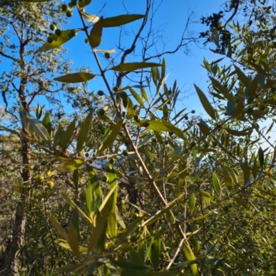 Olea europaea subsp. cuspidata (African Olive) at O'Malley, ACT - 22 Jul 2023 by Mike