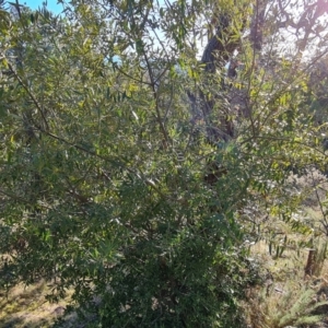 Olea europaea subsp. cuspidata at O'Malley, ACT - 22 Jul 2023 03:58 PM