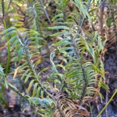 Lomandra obliqua (Twisted Matrush) at Sassafras, NSW - 22 Jul 2023 by trevorpreston