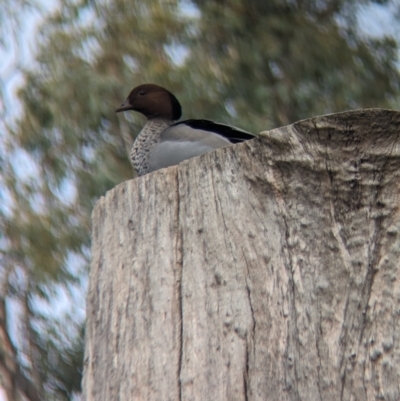 Chenonetta jubata (Australian Wood Duck) at Corowa, NSW - 22 Jul 2023 by Darcy