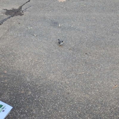 Manorina melanocephala (Noisy Miner) at Corowa, NSW - 22 Jul 2023 by Darcy