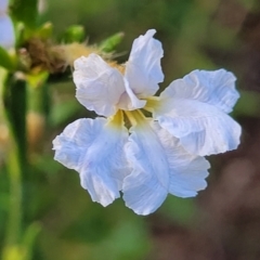 Dampiera stricta (Blue Dampiera) at Tianjara, NSW - 22 Jul 2023 by trevorpreston