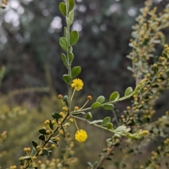 Acacia acinacea (Gold Dust Wattle) at Ringwood, NSW - 22 Jul 2023 by Darcy