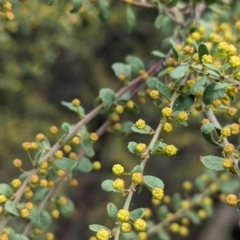 Acacia acinacea at Ringwood, NSW - 22 Jul 2023