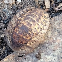 Laxta friedmani (Friedman's trilobite cockroach) at Tianjara, NSW - 22 Jul 2023 by trevorpreston