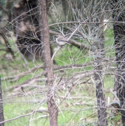 Microeca fascinans (Jacky Winter) at Ringwood, NSW - 22 Jul 2023 by Darcy