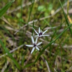 Wurmbea dioica subsp. dioica (Early Nancy) at Ringwood, NSW - 22 Jul 2023 by Darcy