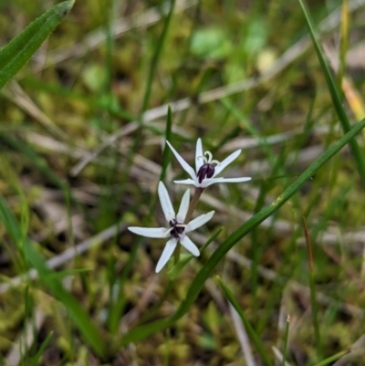 Wurmbea dioica subsp. dioica (Early Nancy) at Ringwood, NSW - 22 Jul 2023 by Darcy