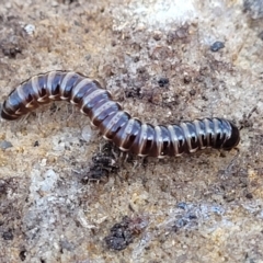 Unidentified Millipede (Diplopoda) at Tianjara, NSW - 22 Jul 2023 by trevorpreston