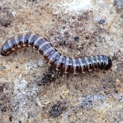 Unidentified Millipede (Diplopoda) at Tianjara, NSW - 22 Jul 2023 by trevorpreston