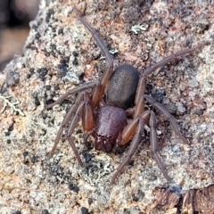 Gnaphosidae or Trochanteriidae (families) (Flat spider) at Tianjara, NSW - 22 Jul 2023 by trevorpreston