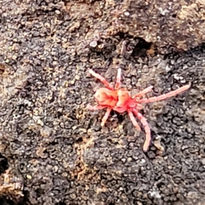 Trombidiidae (family) at Tianjara, NSW - 22 Jul 2023 by trevorpreston