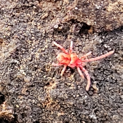 Unidentified Mite and Tick (Acarina) at Tianjara, NSW - 22 Jul 2023 by trevorpreston