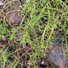 Spergularia (genus) at Tianjara, NSW - 22 Jul 2023 by trevorpreston