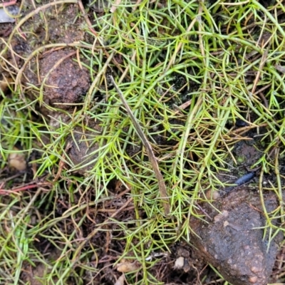 Unidentified Other Wildflower or Herb at Tianjara, NSW - 22 Jul 2023 by trevorpreston