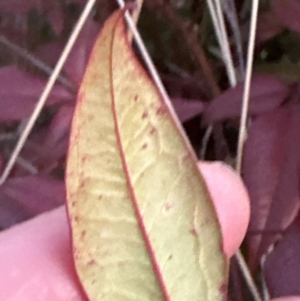 Nandina domestica at Yarralumla, ACT - 22 Jul 2023 05:20 PM