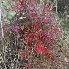 Nandina domestica at Yarralumla, ACT - 22 Jul 2023 05:20 PM