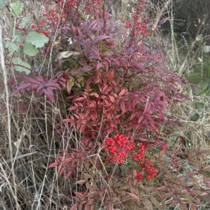 Nandina domestica at Yarralumla, ACT - 22 Jul 2023