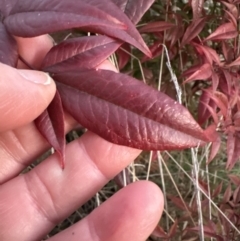 Nandina domestica at Yarralumla, ACT - 22 Jul 2023