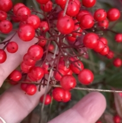 Nandina domestica at Yarralumla, ACT - 22 Jul 2023 05:20 PM