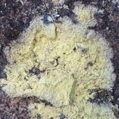 Unidentified Lichen at Tianjara, NSW - 22 Jul 2023 by trevorpreston