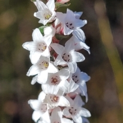 Epacris microphylla (Coral Heath) at Tianjara, NSW - 22 Jul 2023 by trevorpreston